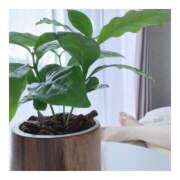 ヒメ日記 2025/04/24 15:23 投稿 すずね 京都出張メンズエステChou Chou（シュシュ)