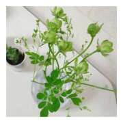 ヒメ日記 2025/08/29 18:33 投稿 すずね 京都出張メンズエステChou Chou（シュシュ)