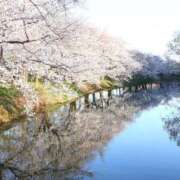 ヒメ日記 2025/04/06 13:52 投稿 ゆあの 池袋サンキュー