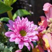 ヒメ日記 2025/03/23 13:41 投稿 雪平 紗良 東京貴楼館