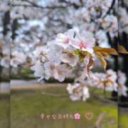 ヒメ日記 2025/03/28 22:21 投稿 雪平 紗良 東京貴楼館