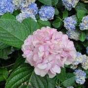 ヒメ日記 2025/06/04 19:43 投稿 雪平 紗良 東京貴楼館