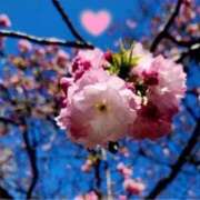 ヒメ日記 2026/04/06 23:09 投稿 雪平 紗良 東京貴楼館