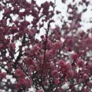 ヒメ日記 2025/03/13 09:58 投稿 りょう CLASSY（クラッシー）.神戸