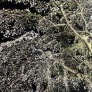 ヒメ日記 2025/04/30 00:16 投稿 マホ ラブコレクション