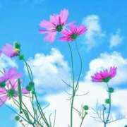 ヒメ日記 2025/01/20 10:47 投稿 新山えみ 東京ローズマリー