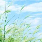 ヒメ日記 2025/04/10 11:27 投稿 新山えみ 東京ローズマリー