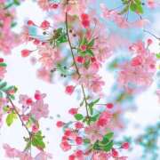 ヒメ日記 2025/05/04 21:17 投稿 新山えみ 東京ローズマリー