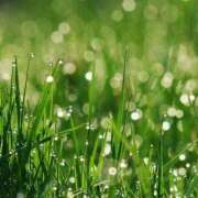 ヒメ日記 2025/05/17 10:37 投稿 新山えみ 東京ローズマリー