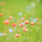 ヒメ日記 2025/09/18 11:07 投稿 新山えみ 東京ローズマリー