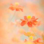 ヒメ日記 2025/10/09 11:07 投稿 新山えみ 東京ローズマリー