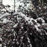 ひかり 雪だるまつく〜ろ〜 制服天国（ユメオト）