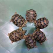 ヒメ日記 2025/09/12 23:12 投稿 さな 宮崎ちゃんこ中央通店