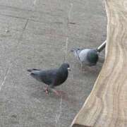 さな ふと思った 宮崎ちゃんこ中央通店