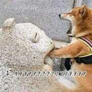 ヒメ日記 2026/03/25 17:47 投稿 さな 宮崎ちゃんこ中央通店