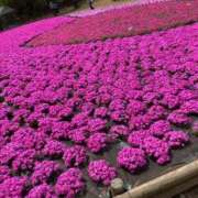 ヒメ日記 2025/04/23 14:48 投稿 みかこ One More 奥様　池袋店