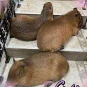 ヒメ日記 2026/01/19 12:18 投稿 みかこ One More 奥様　池袋店