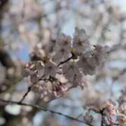 ヒメ日記 2026/04/10 17:33 投稿 れいか 東京妻next