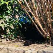 ヒメ日記 2025/03/10 23:16 投稿 やえ 東京妻next (京都グループ)