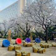 ヒメ日記 2025/04/12 11:06 投稿 やえ 東京妻next (京都グループ)