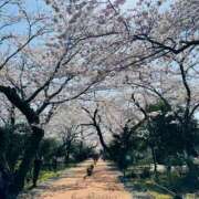 ヒメ日記 2025/04/13 22:27 投稿 やえ 東京妻next (京都グループ)