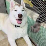 ヒメ日記 2025/05/06 22:36 投稿 やえ 東京妻next (京都グループ)