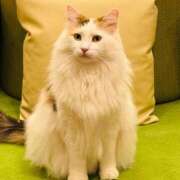 ヒメ日記 2025/05/17 22:26 投稿 やえ 東京妻next (京都グループ)