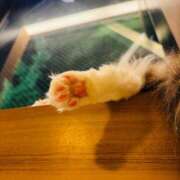 ヒメ日記 2025/07/09 13:26 投稿 やえ 東京妻next (京都グループ)