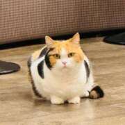 ヒメ日記 2025/09/27 01:06 投稿 やえ 東京妻next (京都グループ)