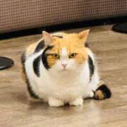 ヒメ日記 2025/11/07 21:06 投稿 やえ 東京妻next (京都グループ)