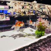 ヒメ日記 2026/03/09 12:16 投稿 やえ 東京妻next