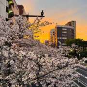 ヒメ日記 2026/04/05 19:06 投稿 やえ 東京妻next