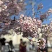 ヒメ日記 2026/04/14 09:25 投稿 ほたる ときめき女学院