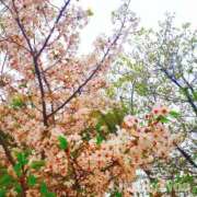 ヒメ日記 2025/04/16 22:31 投稿 のあ 三重四日市ちゃんこ