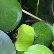 ヒメ日記 2025/08/14 15:23 投稿 きょうかさん いけない奥さん 十三店