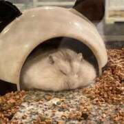 ヒメ日記 2025/10/17 22:34 投稿 なお 濃厚即19妻