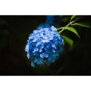 ヒメ日記 2025/11/04 13:48 投稿 みやび CECIL