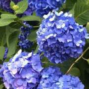 ヒメ日記 2025/06/05 08:16 投稿 瀬名 ローズマリー大塚