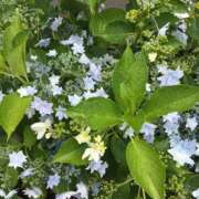 ヒメ日記 2025/06/06 14:44 投稿 瀬名 ローズマリー大塚