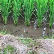 ♡マユリ♡ 帰省！ ラブ♡エル霧島店