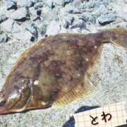 とわ とわ（clubさくら梅田店） clubさくら梅田店