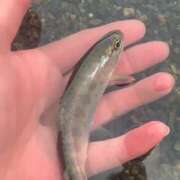 ヒメ日記 2026/01/22 00:55 投稿 とわ clubさくら梅田店