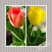 ヒメ日記 2025/04/01 02:05 投稿 とわ 奥様さくら梅田店