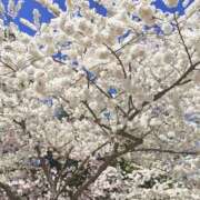 ヒメ日記 2025/04/10 13:25 投稿 とわ 奥様さくら梅田店