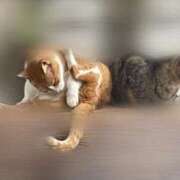 ヒメ日記 2024/12/17 22:48 投稿 らら ぽちゃ巨乳専門　新大久保・新宿歌舞伎町ちゃんこ