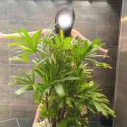 ヒメ日記 2025/11/12 08:21 投稿 平野めいな ウルトラハピネス