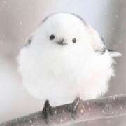 ヒメ日記 2025/03/05 19:43 投稿 さくら 横浜人妻花壇本店