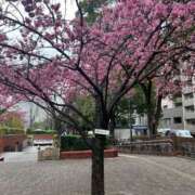 ヒメ日記 2025/03/11 14:10 投稿 さくら 横浜人妻花壇本店