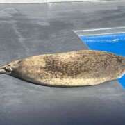 ヒメ日記 2025/05/09 19:13 投稿 わかな 奥様の実話 梅田店