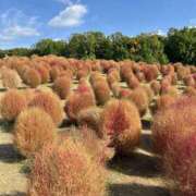 ヒメ日記 2025/11/07 21:52 投稿 わかな 奥様の実話 梅田店